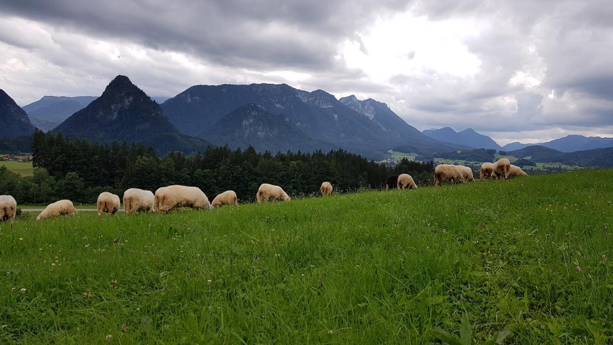 Ferienwohnung Hinterpommern - Chiemgaukarte Inzell Exterior foto